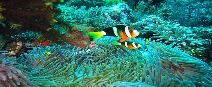 Padang Bay Schnorchetourl